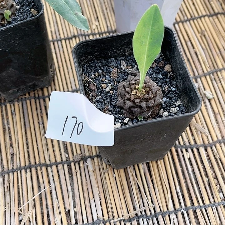 铁甲丸福利一物一拍170