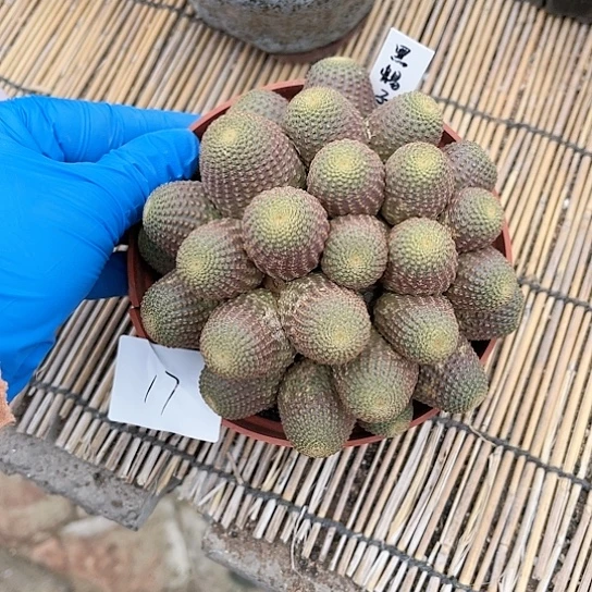 黑蝎子一物一拍17