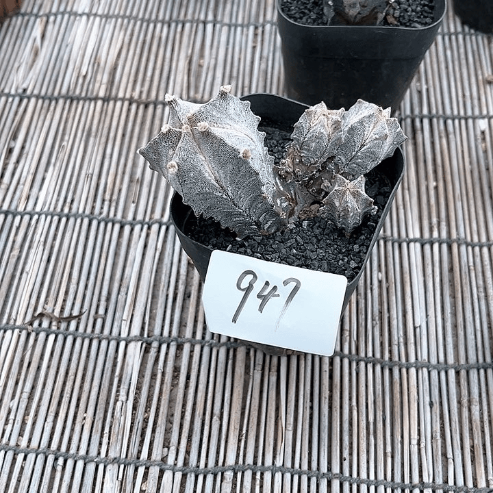 鸾凤玉石化一物一拍947