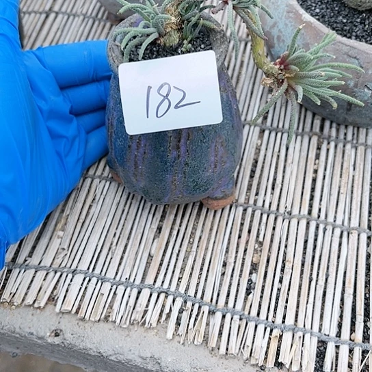 L****0天赐块根加盆