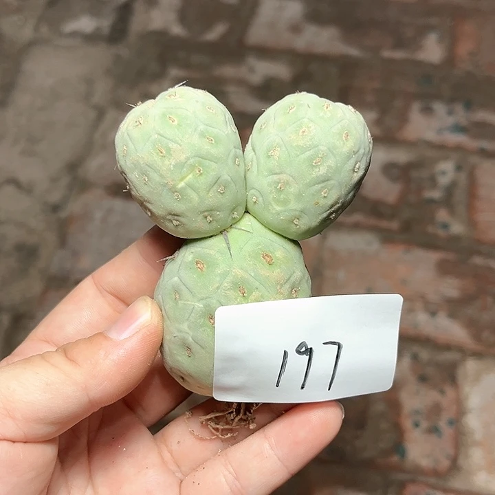 无刺习志野一物一拍197