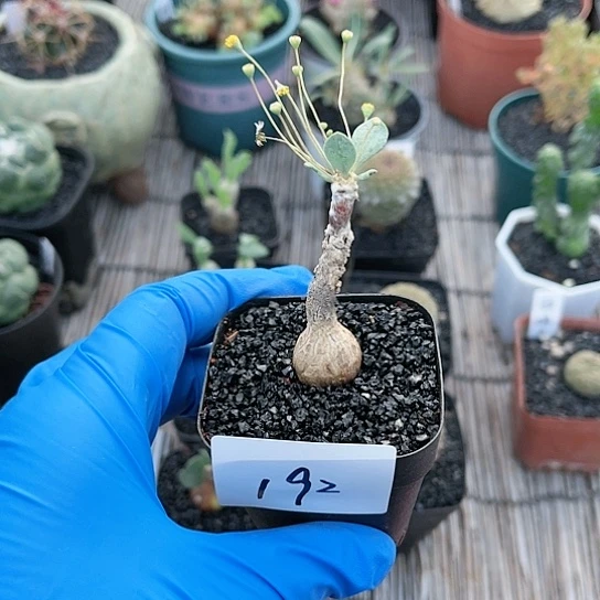 恩特美厚敦菊一物一拍192