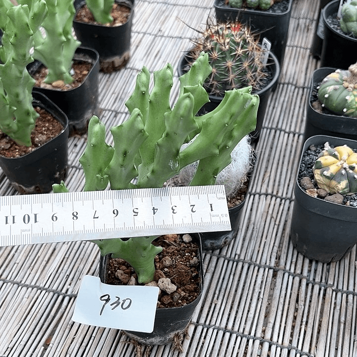 白珊瑚一物一拍930