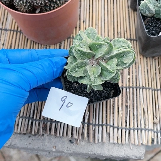 核桃鸾凤玉一物一拍90