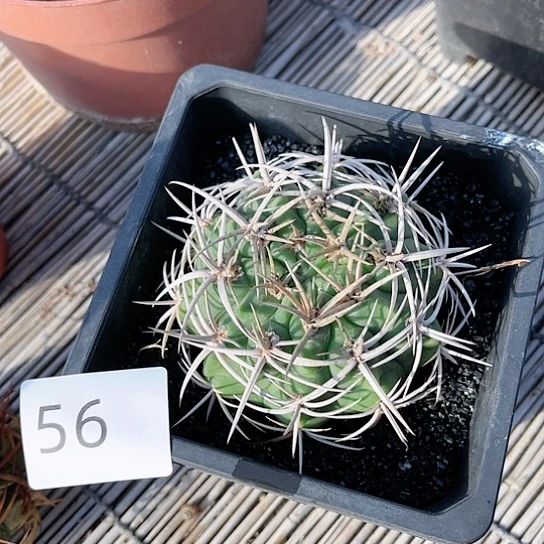 碧岩玉一物一拍56