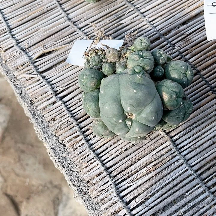 海鲜群一物一拍152