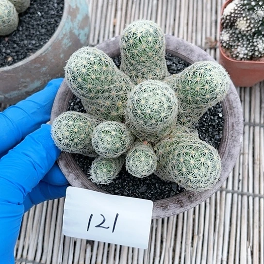 吉赛儿一物一拍121