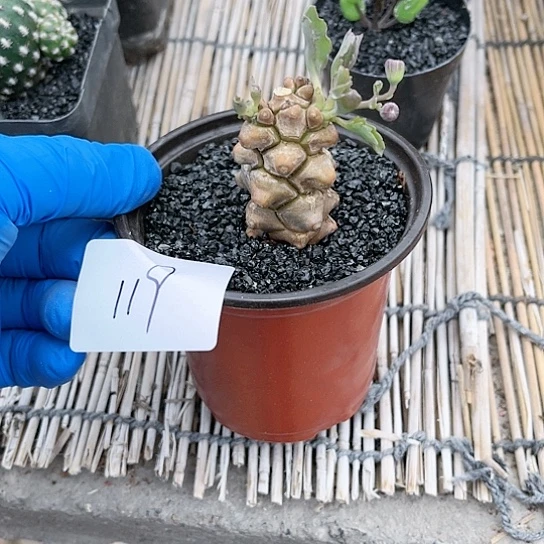 蛮鬼塔厚敦菊一物一拍119