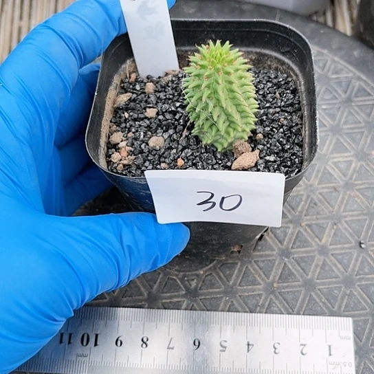 海胆大戟仙人球一物一拍发30