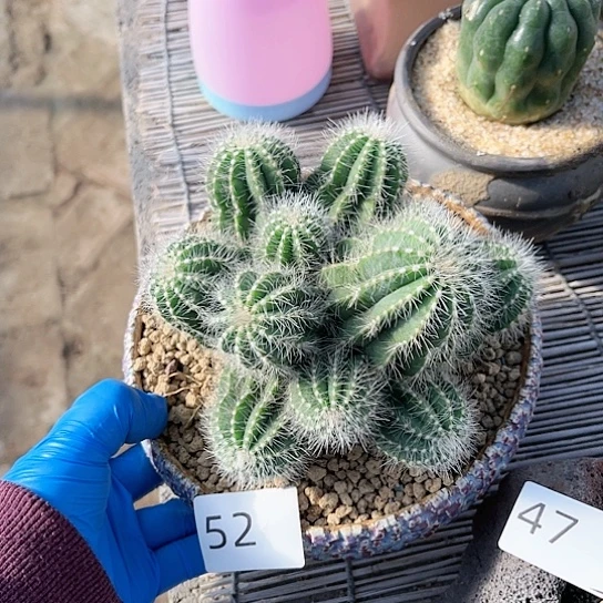 银冠一物一拍福利52