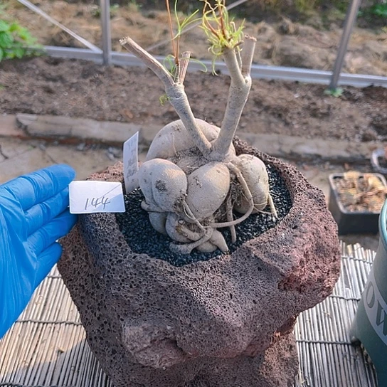 柳叶麒麟一物一拍144