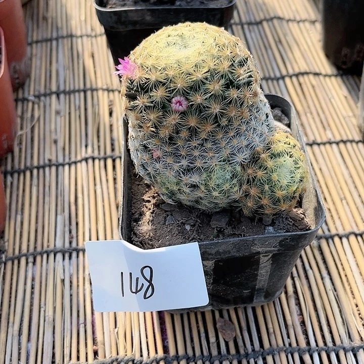 明星仙人球一物一拍148