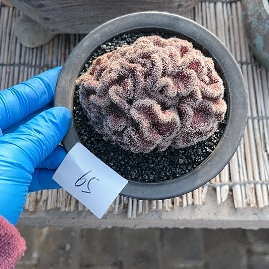 紫皮彩草缀一物一拍65