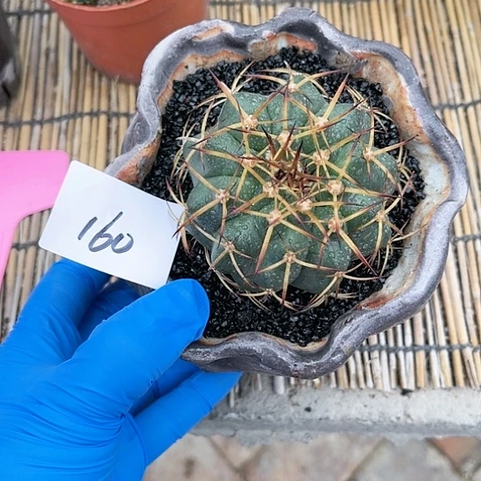 圆盘玉一物一拍160