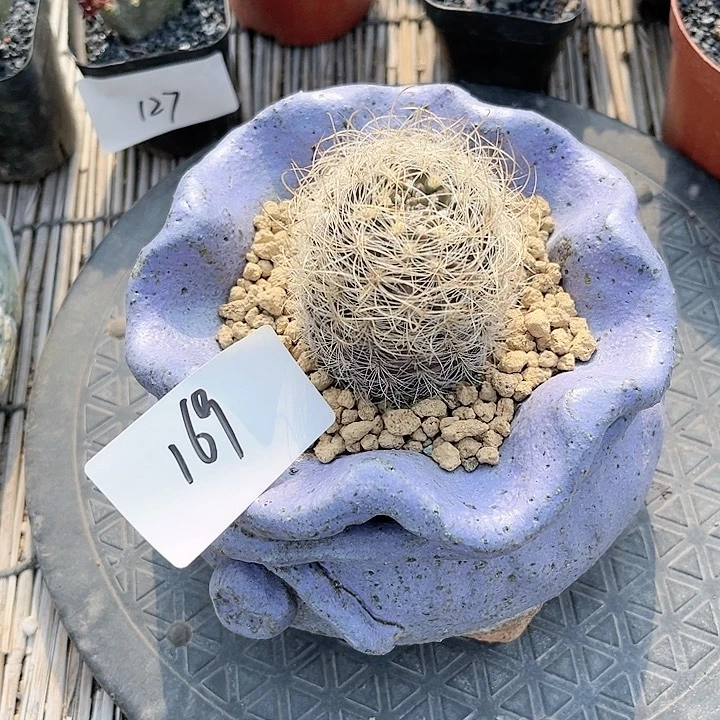 混乱玉一物一拍169