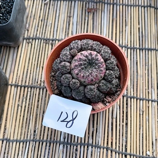 紫利丸一物一拍128