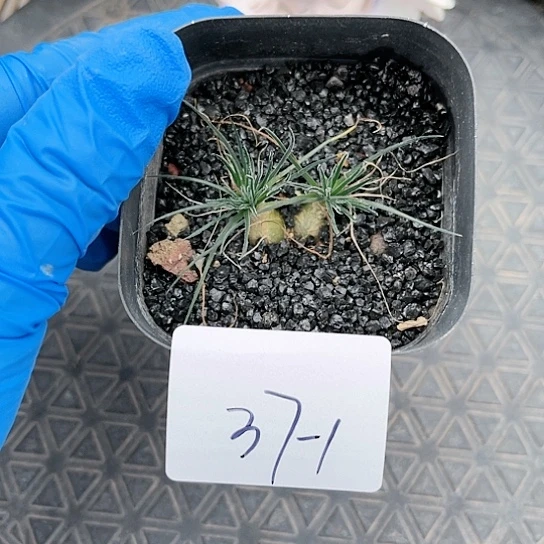 迷你海葱一物一拍37-1