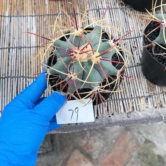 江守玉一物一拍79