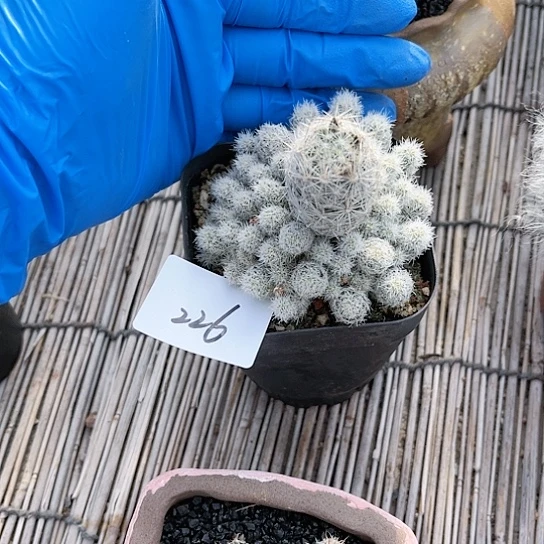 佛头孤雁丸一物一拍226