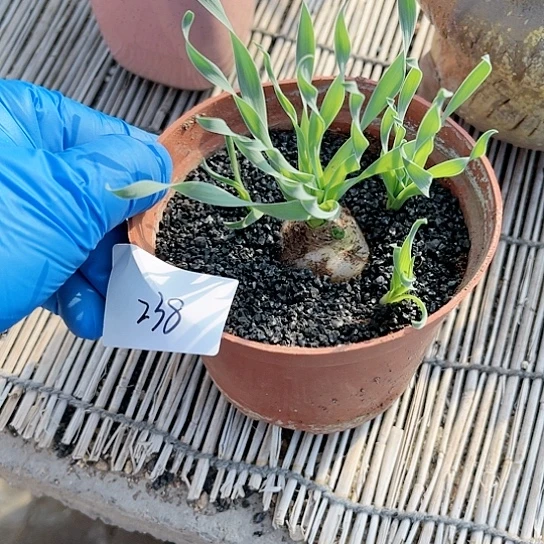 宽叶弹簧草多肉238