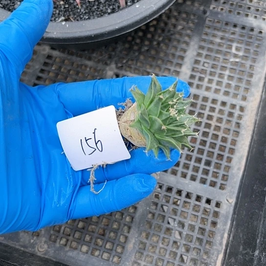 6**1帝冠一物一拍发156