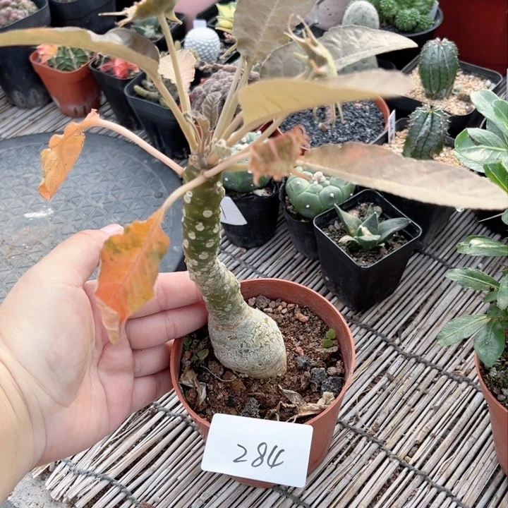 琉桑大颗一物一拍284