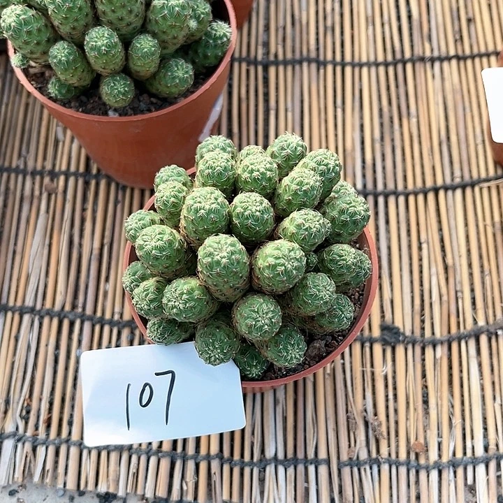 卡莱主教仙人球107