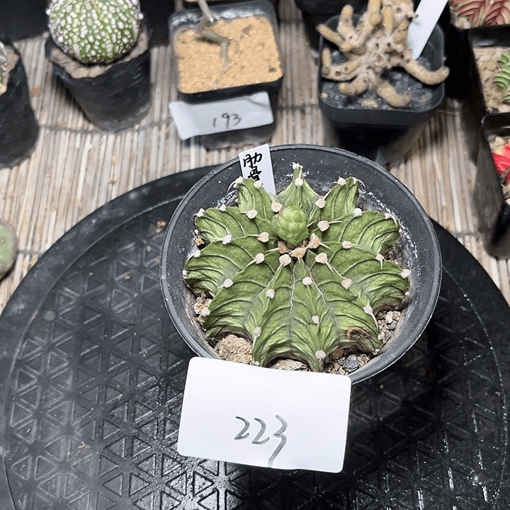 肋骨牡丹微瑕疵223.