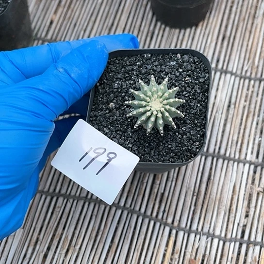 薄叶花笼一物一拍199