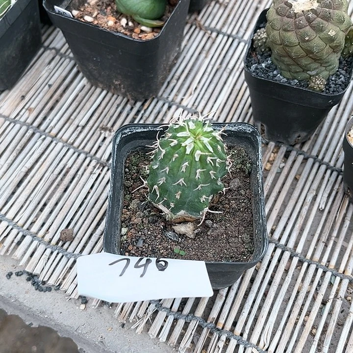 牛角麒麟一物一拍746