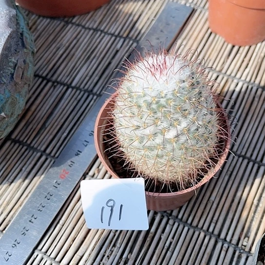 丰明丸一物一拍福利191