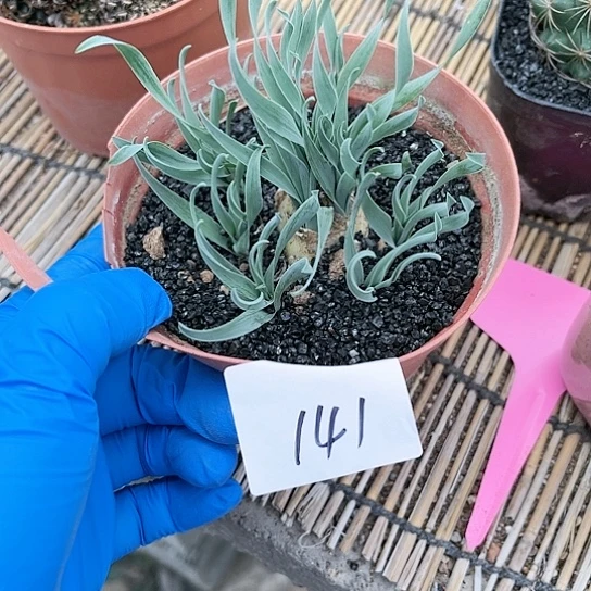 宽叶弹簧一物一拍141