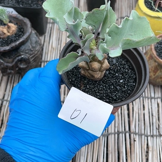 蛮鬼塔厚敦菊一物一拍01