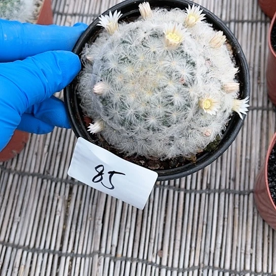白星仙人球一物一拍发85
