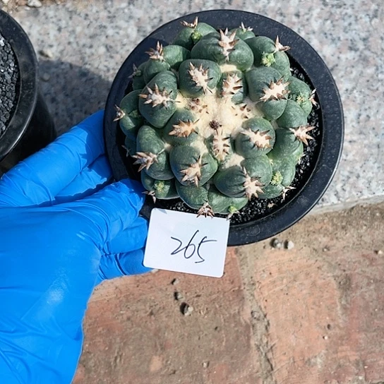 短豪刺象牙一物一拍265