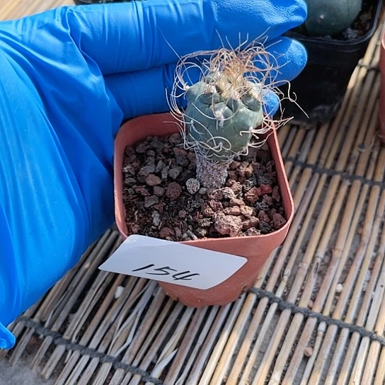 一**茶长城丸一物一拍154