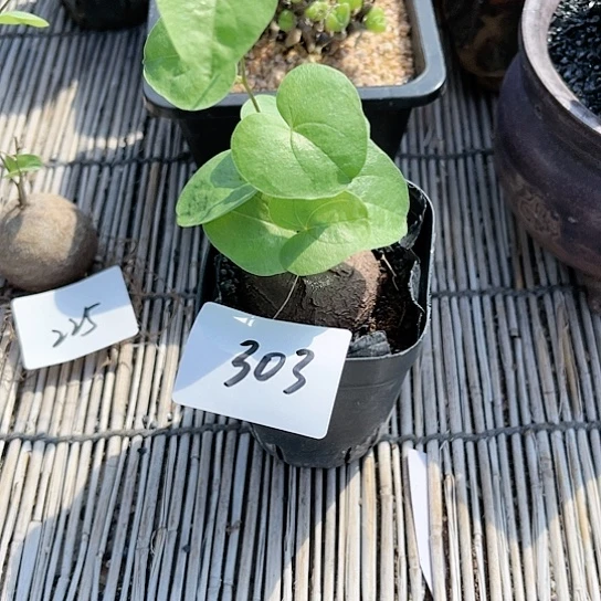 狼**飘龟甲龙一物一拍303