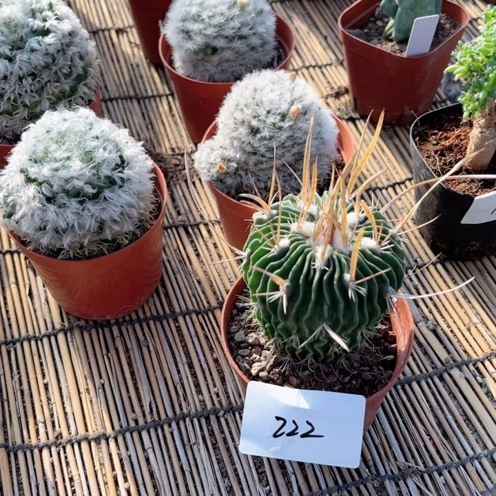 振武玉一物一拍222