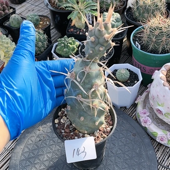 大型纸刺武藏野一物一拍143