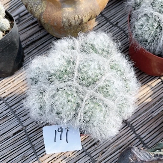 无刺白云高砂一物一拍197