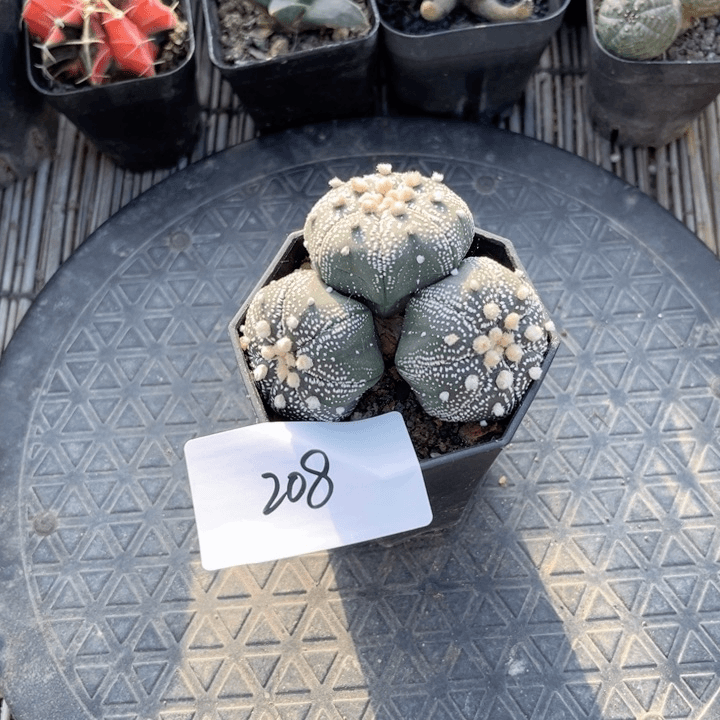 星兜群一物一拍208