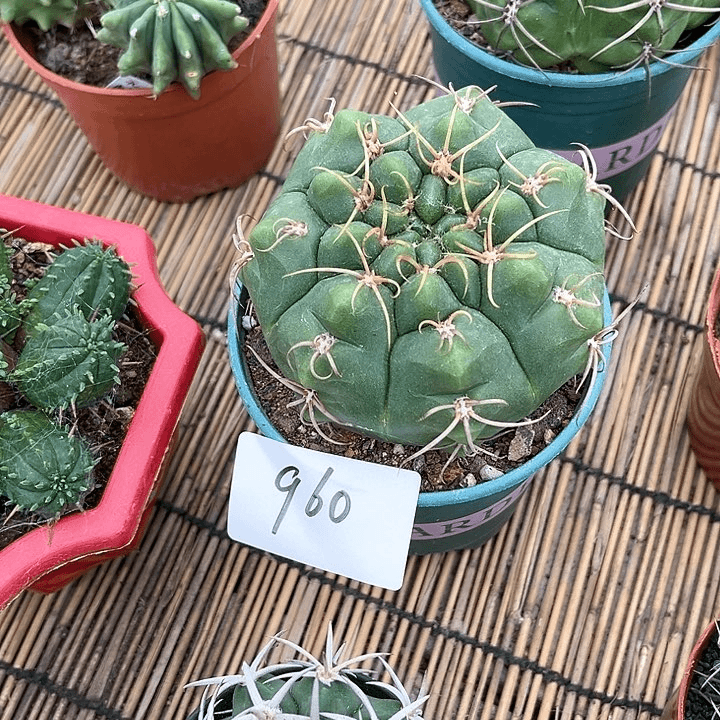 海王一物一拍9公分960