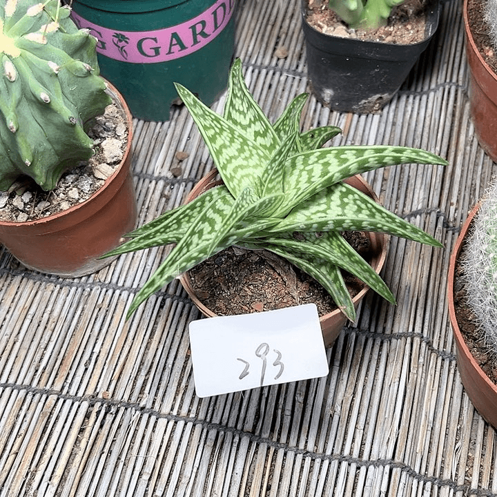 姬千代芦荟一物一拍293