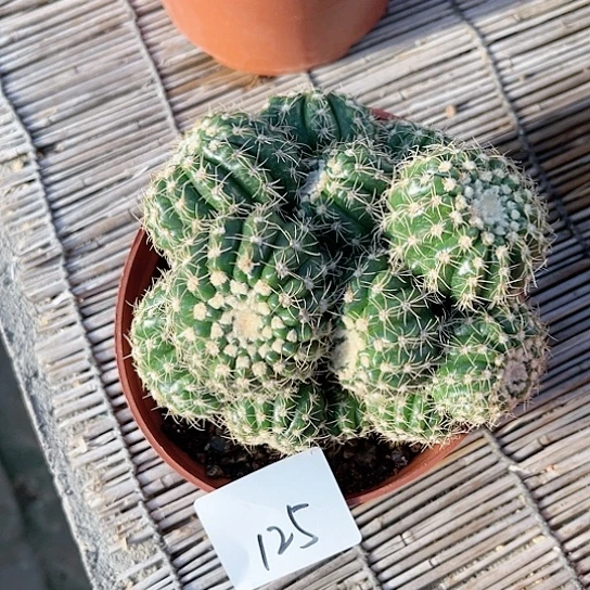 眩美玉一物一拍125