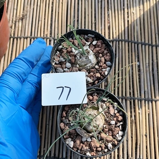 细叶弹簧草两颗一组77
