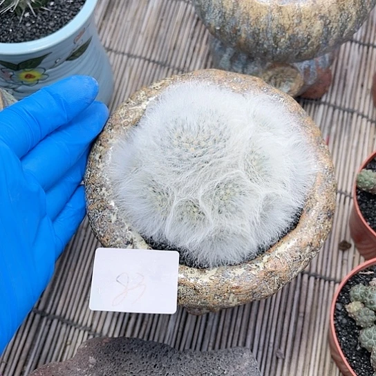 陈*筱无刺丽光殿一物一拍83