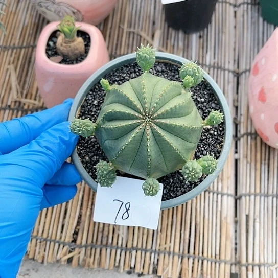泰国布文球一物一拍78