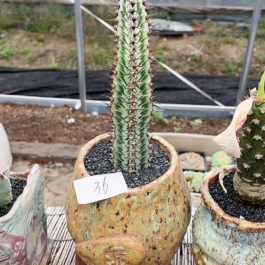 斑马大戟一物一拍36