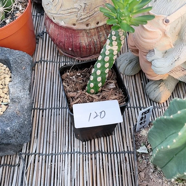 无刺霸王鞭一物一拍120