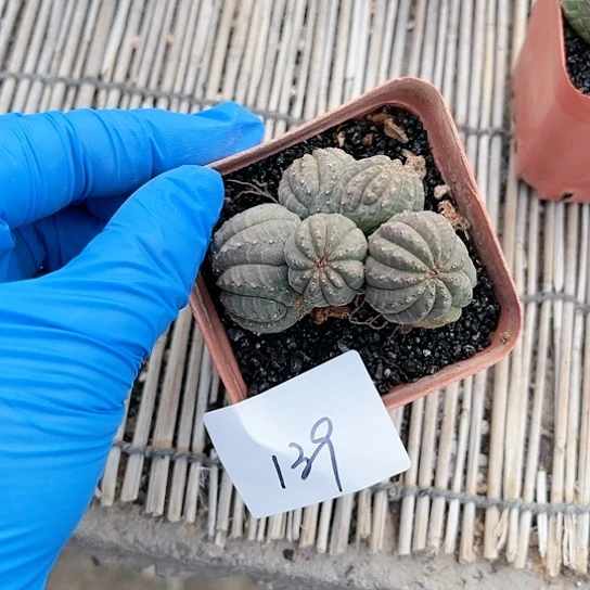 布文球一物一拍139